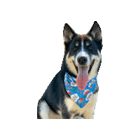 Comic Dog Boom Sticker by Geekster Pets