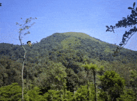 Alenoz GIF
