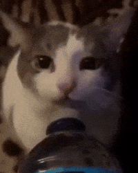 txiqs cat cat drinking cat drinking water water cat GIF