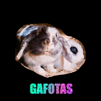 vistasreales conejos conejitos gafotas vistasreales GIF