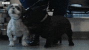 Bbc Two Cute Animals GIF by BBC