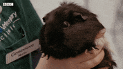 Bbc Two Cute Animals GIF by BBC