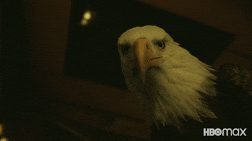 Giant Bird Dc GIF by Max