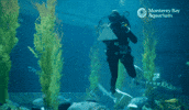 Diving Diver GIF by Monterey Bay Aquarium