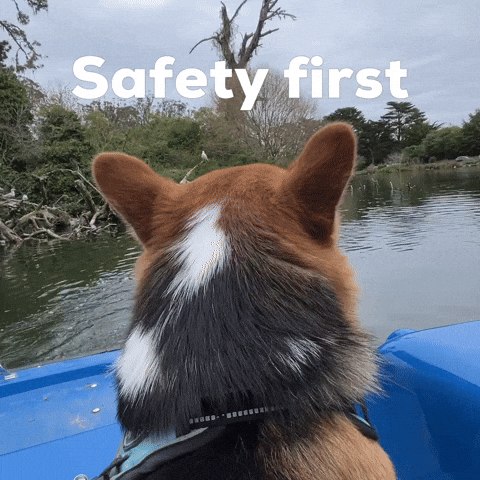 Dog Corgi GIF