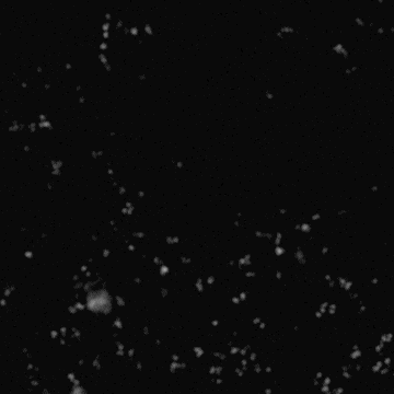 talksfromthecrypt halloween horror podcast true crime GIF