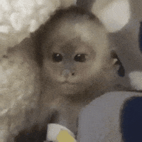 Chill Eating GIF