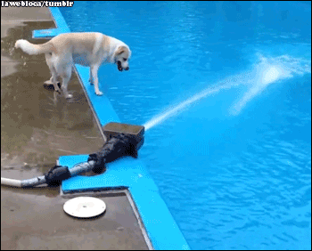Dogs Pools GIF