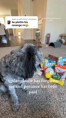 cuteanimalland giphyupload GIF