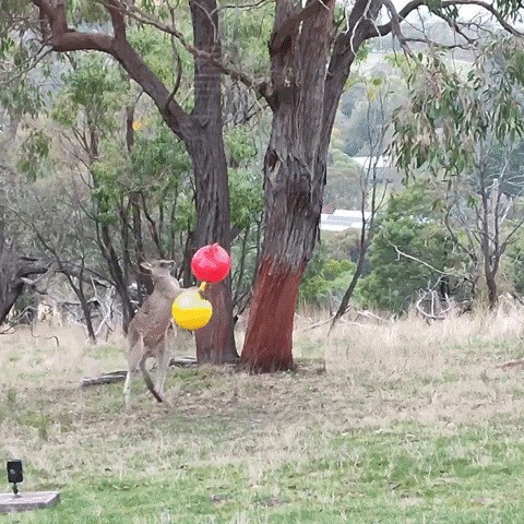 Balloons Dancing GIF by Storyful