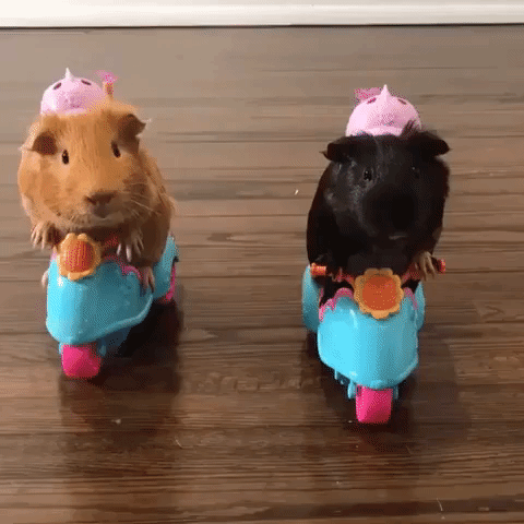 Pair of Adorable Guinea Pigs Go for Joyride