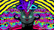 Cat Kitty GIF