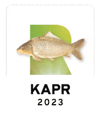 Ryba Sticker by chytapustcz