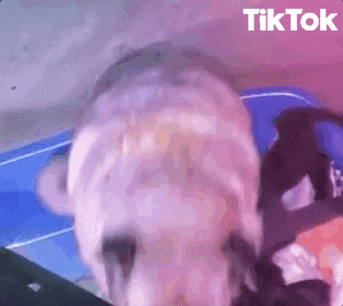 Dog Dancing GIF by TikTok