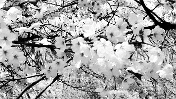 Video gif. Black and white footage of bright cherry blossoms on a tree limb swaying in a breeze, floating serenely above us.