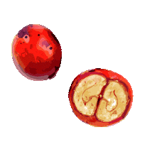 LACASCARA_Aperitivo coffee cherry kaffee aperitivo Sticker