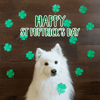St Patricks Day Celebration GIF by puppytales