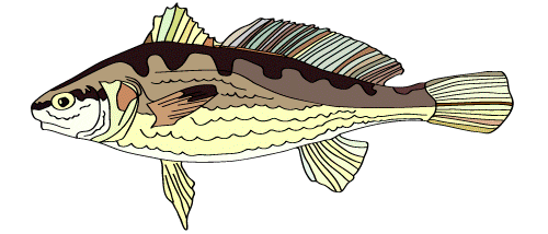 Fish Swimming Sticker