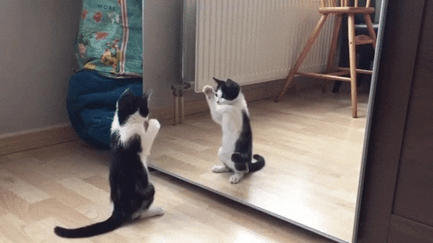 kitten reflection GIF