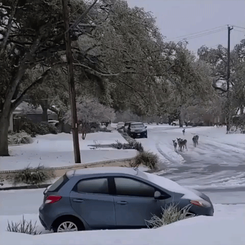 Deer in the Neighborhood: Herd Seen in Austin Amid Record Winter Weather