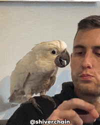 Bird Wow GIF