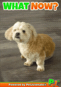No Way What GIF by PetJuvenate - PJ