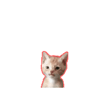 Cat Kitten Sticker by Justin