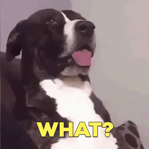 Video gif. A black and white pitbull terrier leans back with its tongue hanging out then tilts its head down to the side with a perplexed look. Text, "What?"