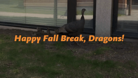 Happy Thanksgiving GIF by Minnesota State University Moorhead