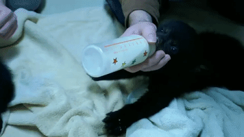 Cubs Rescued From Flooded Den Enjoy Bottle Feeding at Wisconsin Sanctuary