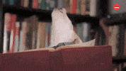 Books Reading GIF by BuzzFeed