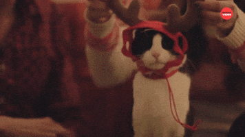 Cat Questions: Christmas