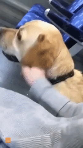 Adorable Pooch Just Wants Some Attention