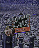 Cats In The Community