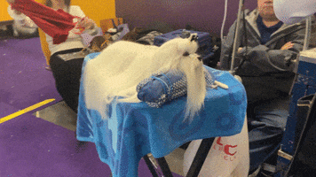 Dog Show GIF by Westminster Kennel Club