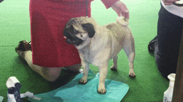 dog GIF by Westminster Kennel Club