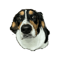 Bassethound Sticker by CanineRetreat_CA