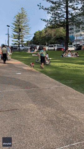 Aussie Man Parades Dogs on Skateboards Through City Park