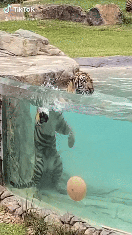 cuteanimalland giphyupload GIF