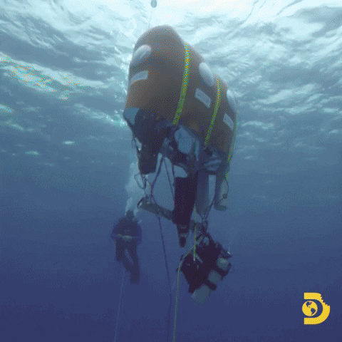 Swimming With Sharks GIF by Shark Week