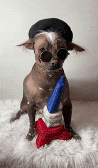 French Dog GIF