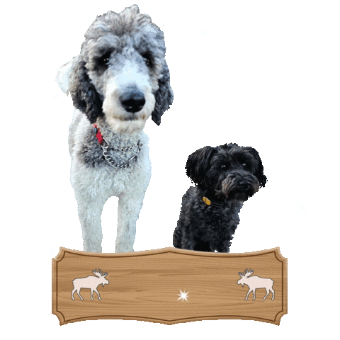 Coco Dog Sticker