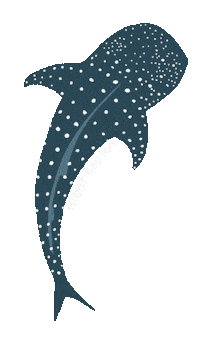 Travel Shark Sticker by MeetRoatan