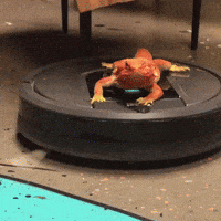 Dragon Reptile GIF by iRobot