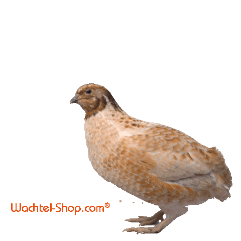 Wachtel-Shop quail quails wachtel wachtel-shop Sticker