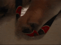Tired Golden Retriever GIF