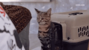 cat GIF by MOST EXPENSIVEST