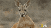 kangaroo dundee australia GIF by Nat Geo Wild 