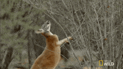 kangaroo dundee australia GIF by Nat Geo Wild 