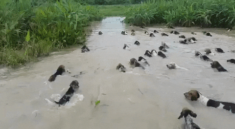 migration canine GIF